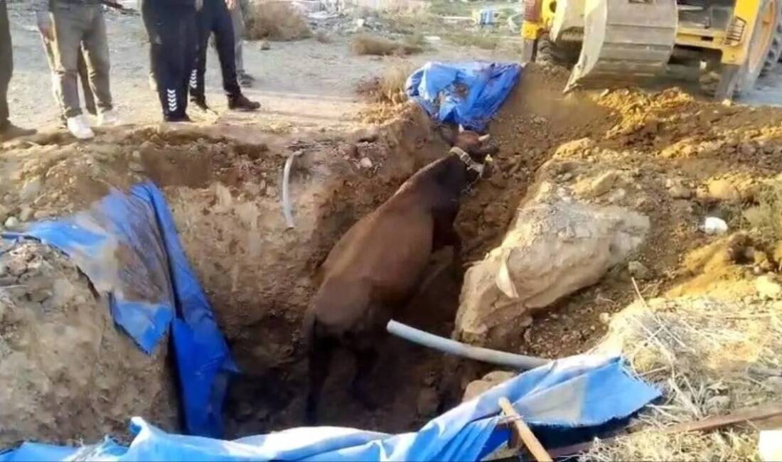 Hatay’ın Kırıkhan ilçesinde otlanan bir büyükbaş hayvan, yaklaşık iki metre