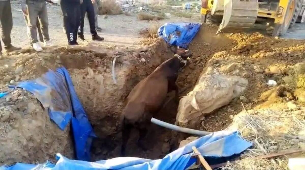Hatay’ın Kırıkhan ilçesinde otlanan bir büyükbaş hayvan, yaklaşık iki metre