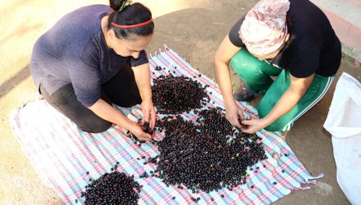 Hatay’ın verimli topraklarında yetişen defne ağacı, kendine has aroması ve