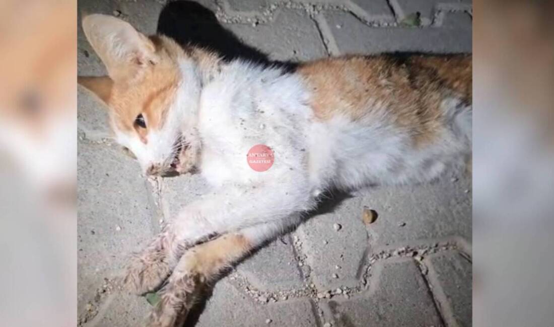 Hatay’ın Antakya ilçesi Güldüren Kavşağı civarında yer alan Katar 2