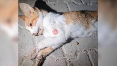 Hatay’ın Antakya ilçesi Güldüren Kavşağı civarında yer alan Katar 2