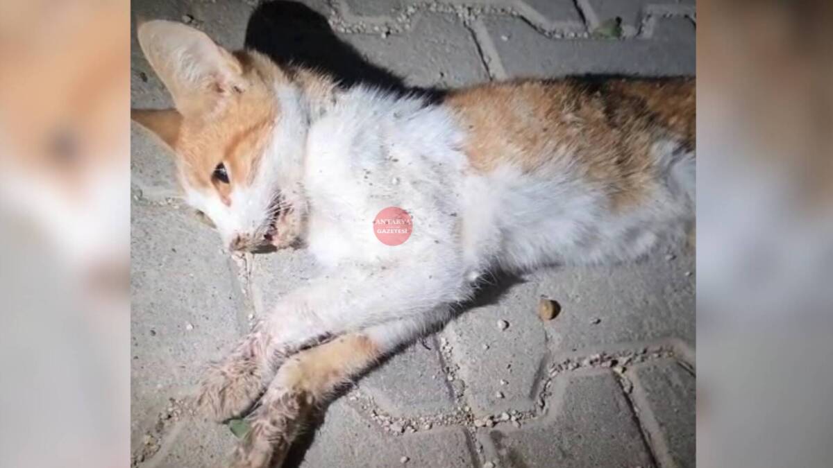 Hatay’ın Antakya ilçesi Güldüren Kavşağı civarında yer alan Katar 2