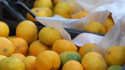 Hatay’da bu yıl rekoltenin yüksek olması nedeniyle mandalina fiyatları tarlada