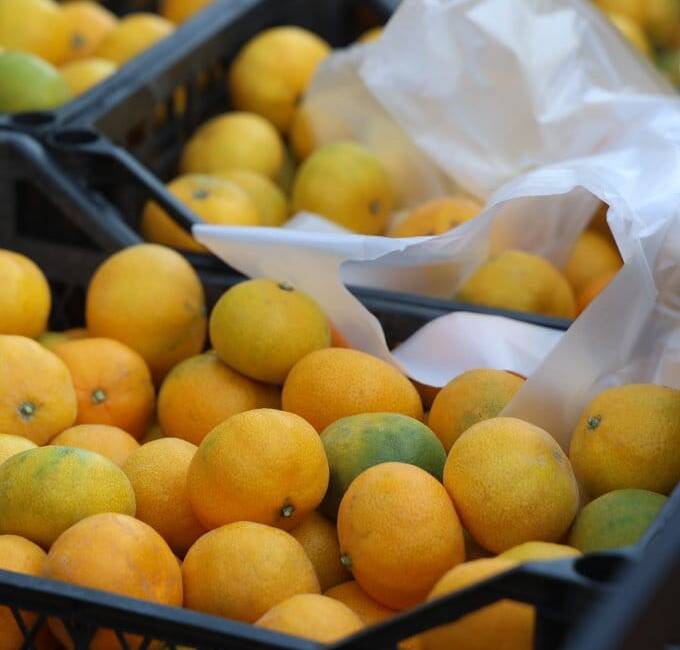 Hatay’da bu yıl rekoltenin yüksek olması nedeniyle mandalina fiyatları tarlada
