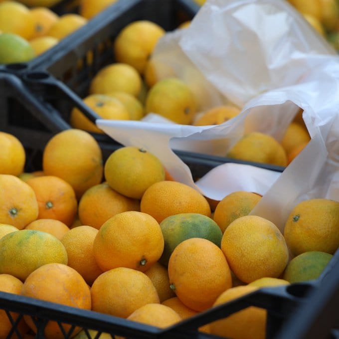 Hatay’da bu yıl rekoltenin yüksek olması nedeniyle mandalina fiyatları tarlada