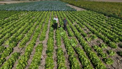 Hatay'da geçtiğimiz günlerde yağmurların yağmasıyla marulda hasat 15 gün erken