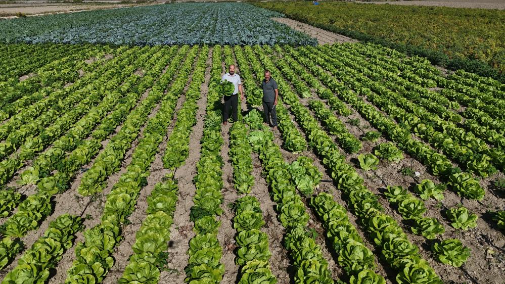 Hatay'da geçtiğimiz günlerde yağmurların yağmasıyla marulda hasat 15 gün erken