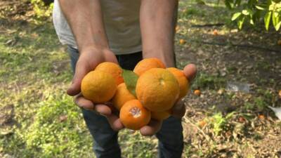 Hatay’ın İskenderun ilçesinde düzenlenen Narenciye Festivali’nde vatandaşlar, Ziraat Park’ta narenciye