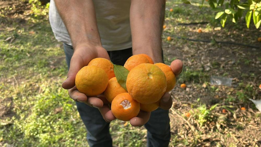 Hatay’ın İskenderun ilçesinde düzenlenen Narenciye Festivali’nde vatandaşlar, Ziraat Park’ta narenciye