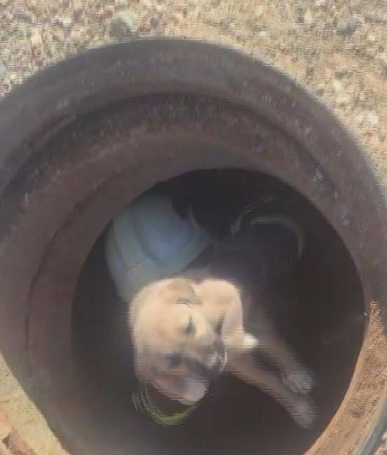 Vatandaşların Dikkati Hayat Kurtardı Hatay’ın Kırıkhan ilçesinde bir yavru köpek, 6 metre derinliğindeki çukura