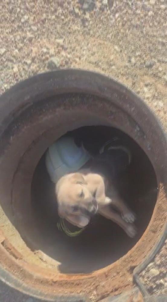 Hatay’ın Kırıkhan ilçesinde bir yavru köpek, 6 metre derinliğindeki çukura