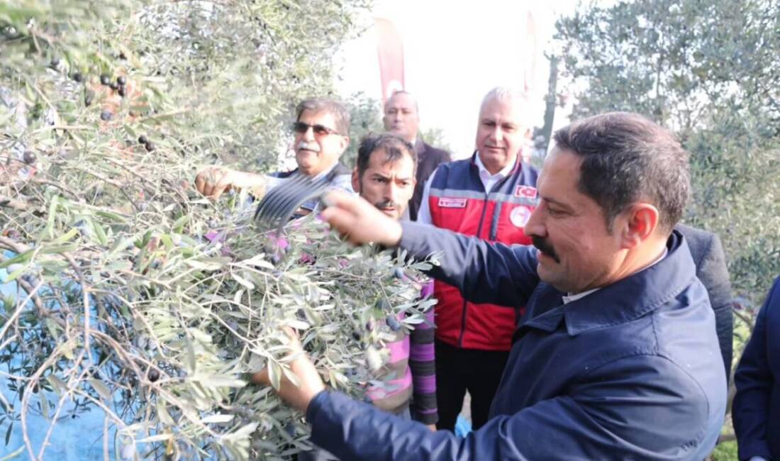 Hatay’da 17 Milyon 102 Bin Zeytin Ağacı Var Önemli bir zeytin ve zeytinyağı üreticisi olan ilimiz Hatay genelinde