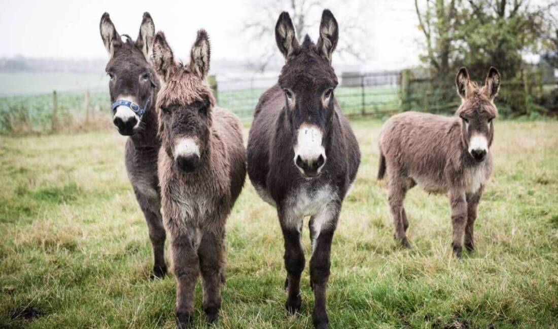TÜİK verilerine göre Türkiye’de 2025 yılı itibarıyla eşek sayısı 74.704