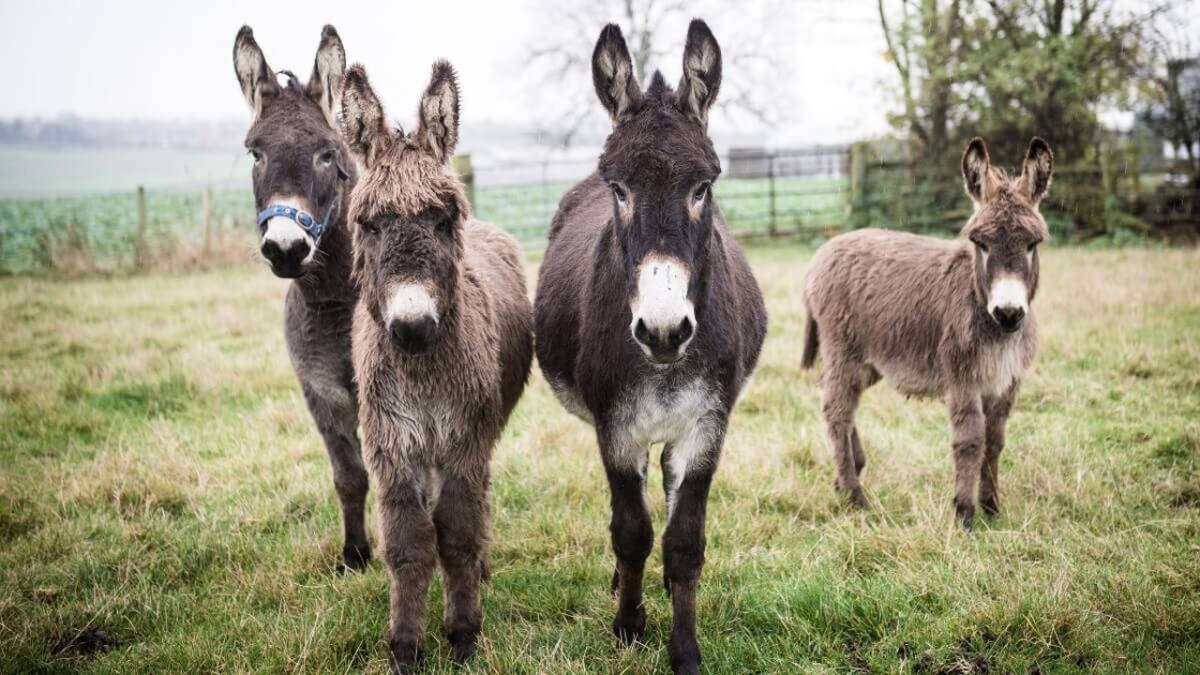 TÜİK verilerine göre Türkiye’de 2025 yılı itibarıyla eşek sayısı 74.704