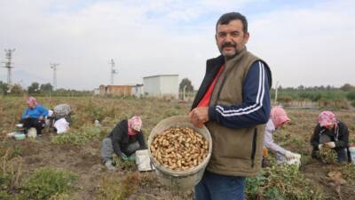 Hatay’da kuraklıktan dolayı rekoltenin yarı yarıya düştüğü yer fıstığında hasat