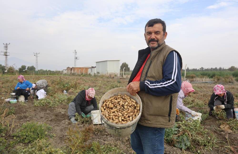 Hatay’da Yer Fıstığı Rekoltesi Kuraklığa Yenik Düştü Hatay’da kuraklıktan dolayı rekoltenin yarı yarıya düştüğü yer fıstığında hasat