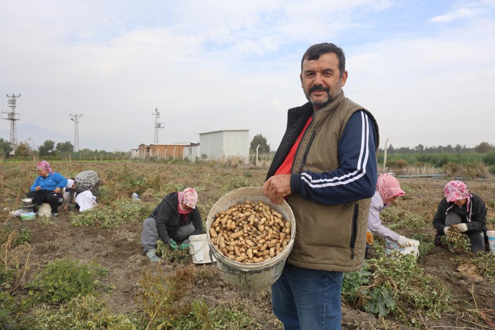 Hatay’da kuraklıktan dolayı rekoltenin yarı yarıya düştüğü yer fıstığında hasat