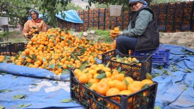 Hatay’da verimin yüksek olduğu mandalinada hasat devam ederken ürünün tarlada
