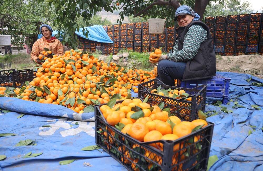 Hatay’da verimin yüksek olduğu mandalinada hasat devam ederken ürünün tarlada