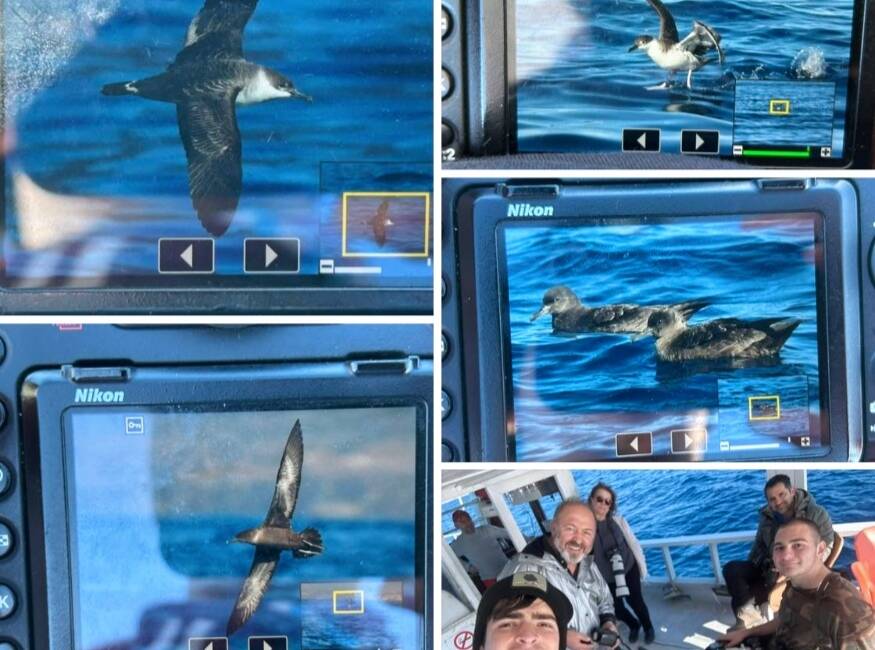 Türkiye’nin kuş çeşitliliğine Hatay’dan önemli bir katkı daha geldi. Kuş