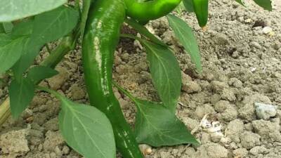 Hatay’da, 50 bin Scoville acılık değeriyle “Türkiye’nin en acı biberi”