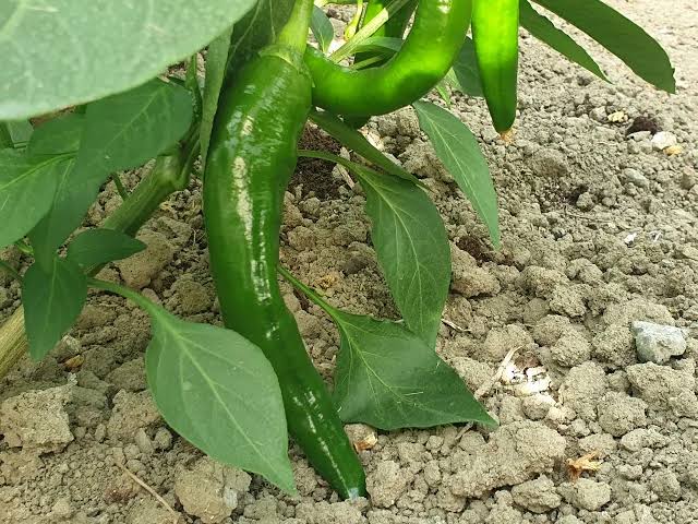 Hatay’da, 50 bin Scoville acılık değeriyle “Türkiye’nin en acı biberi”