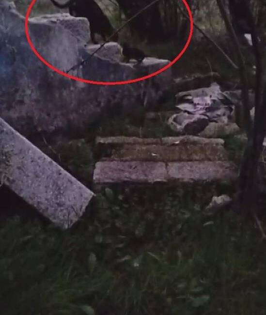 Su Kuyusundan Mutlu Sona Hatay’ın Antakya ilçesinde bir yavru kedi, su kuyusuna düşerek mahsur