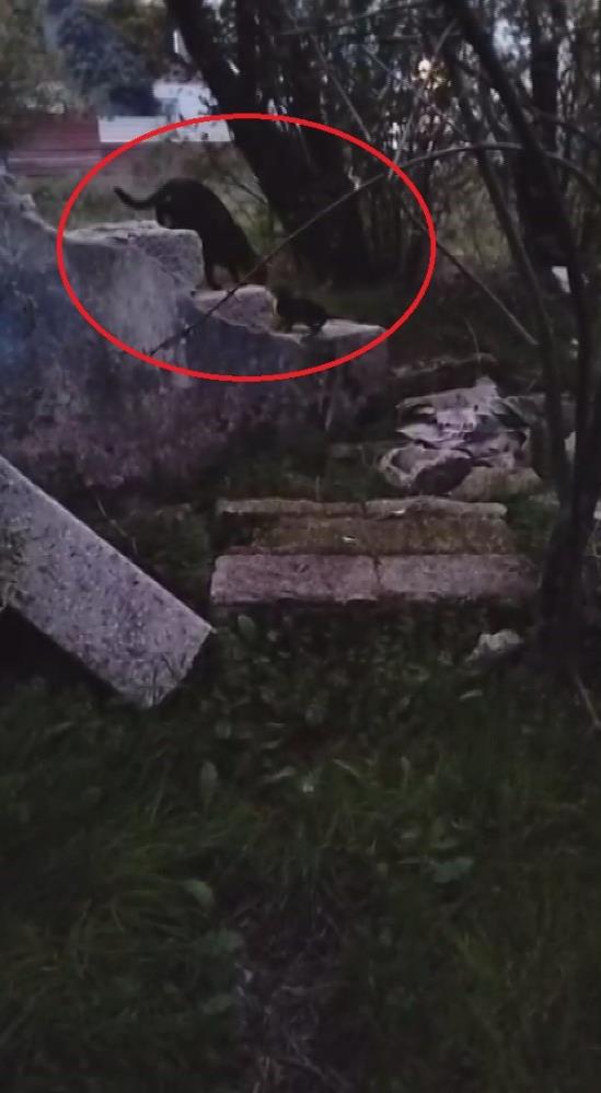 Hatay’ın Antakya ilçesinde bir yavru kedi, su kuyusuna düşerek mahsur