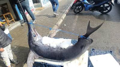 Hatay’ın Dörtyol ilçesinde Akdeniz’in derinliklerinden çıkan devasa bir kılıç balığı,