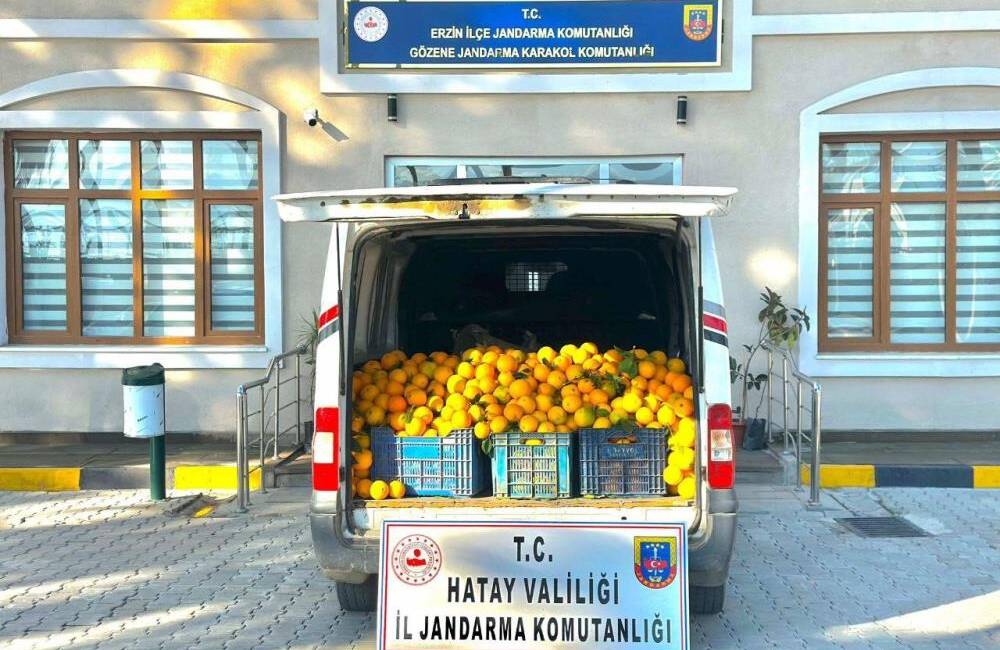 Erzin’de Şoke Eden Hırsızlık Girişimi Hatay’ın Erzin ilçesinde bir narenciye bahçesine girerek portakal çaldıkları belirlenen