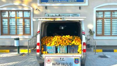 Hatay’ın Erzin ilçesinde bir narenciye bahçesine girerek portakal çaldıkları belirlenen