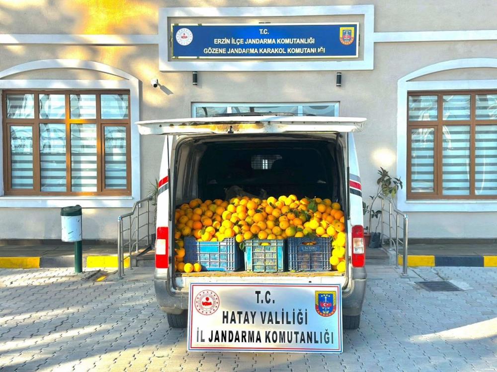 Hatay’ın Erzin ilçesinde bir narenciye bahçesine girerek portakal çaldıkları belirlenen