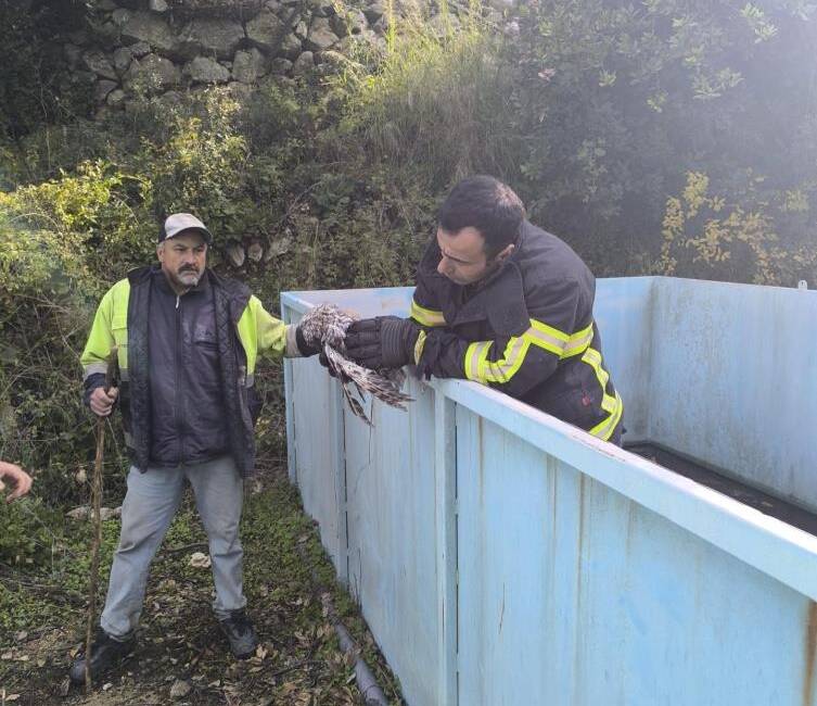 Vatandaşların Dikkati, Baykuşun Hayatını Kurtardı Hatay’ın Yayladağı ilçesine bağlı Yeditepe Mahallesi’nde arıtma tesisine düşen bir