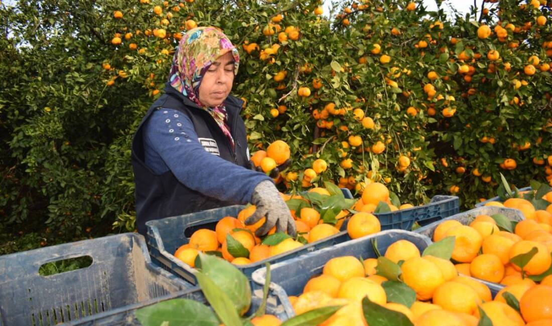 Hem halk kazandı hem üretici Hatay Büyükşehir Belediyesi (HBB), kırsal üretimi güçlendirmeyi ve sosyal dayanışmayı