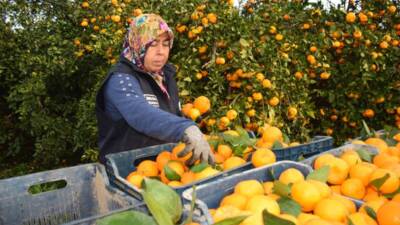 Hatay Büyükşehir Belediyesi (HBB), kırsal üretimi güçlendirmeyi ve sosyal dayanışmayı