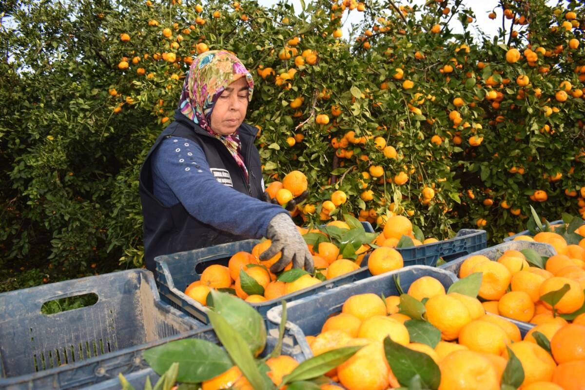 Hatay Büyükşehir Belediyesi (HBB), kırsal üretimi güçlendirmeyi ve sosyal dayanışmayı