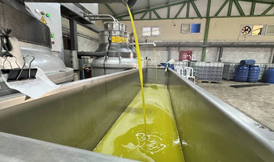 Altınözü’nde zeytin bereketi işe dönüştü Hatay’ın Altınözü ilçesinde Tarım ve Kırsal Kalkınmayı Destekleme Kurumundan (TKDK)