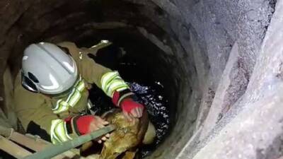 Kuyuya düştü, umudu itfaiyeyle yeniden doğdu Hatay’ın Altınözü ilçesinde su kuyusuna düşerek mahsur kalan köpek, itfaiye