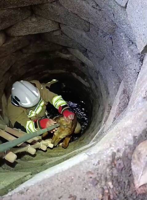 Hatay’ın Altınözü ilçesinde su kuyusuna düşerek mahsur kalan köpek, itfaiye