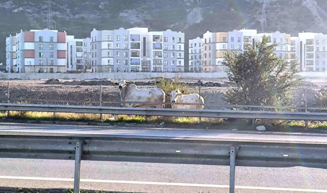 Angus alarmı! Kaçan hayvanlar sokaklarda tehlike saçıyor Hatay’da meydana gelen tır kazasında iki kişinin hayatını kaybetmesinin ardından