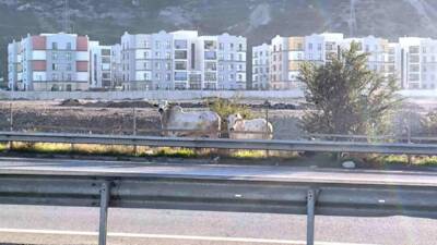 Hatay’da meydana gelen tır kazasında iki kişinin hayatını kaybetmesinin ardından