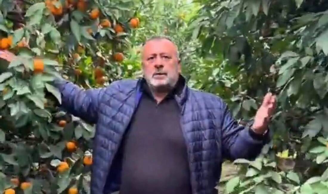 Hatay’ın Dörtyol ilçesinde 3 bin 800 mandalina ağacı bulunan bir
