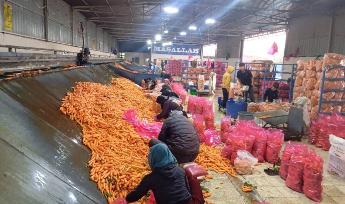 Hatay’ın havuç üretim merkezlerinden biri olan Amik Ovası’ndaki Kırıkhan’da havuç