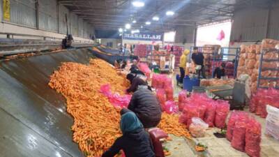 Hatay’ın havuç üretim merkezlerinden biri olan Amik Ovası’ndaki Kırıkhan’da havuç