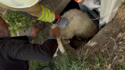 Hatay’da bir koyunun düştüğü kuyu, itfaiye ekiplerinin zamanında müdahalesiyle faciaya