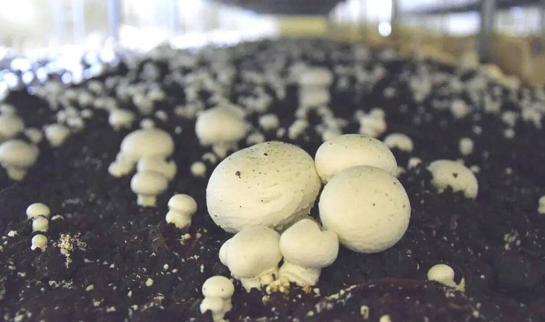 Bilim İnsanları yeni bir et alternatifi geliştirdi Bilim insanları mantar bazlı yeni bir etalternatifi geliştirdi: sürdürülebilir, lezzetli