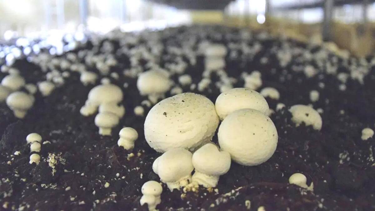 Bilim insanları mantar bazlı yeni bir etalternatifi geliştirdi: sürdürülebilir, lezzetli