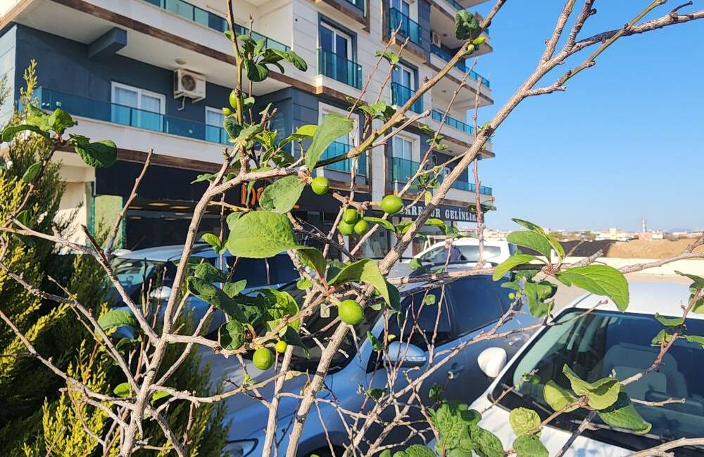 Hatay’da iklim dengesindeki bozulma bu kez meyve ağaçlarında kendini gösterdi.