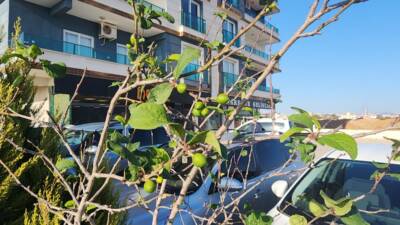 Hatay’da iklim dengesindeki bozulma bu kez meyve ağaçlarında kendini gösterdi.