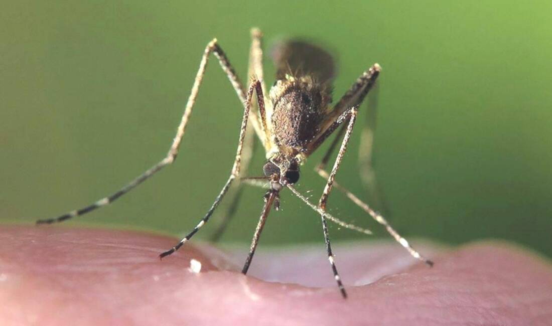 İklim Değişikliği Hayvanlardan Bulaşan Hastalıkları Etkileyebilir İklim değişikliği, hayvanlardan bulaşan hastalıkları etkileyebilir. Riskler, etkilerin erken tespiti